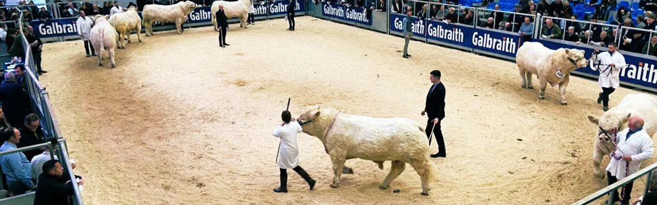 Galbraith May Bull Sales 2024: Whatsapp Image 2022 02 03 At 11.11.17
