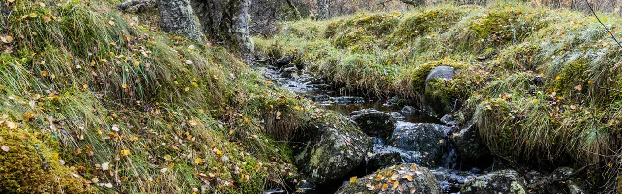 Galbraith develops pioneering biodiversity opportunities: Highland 3