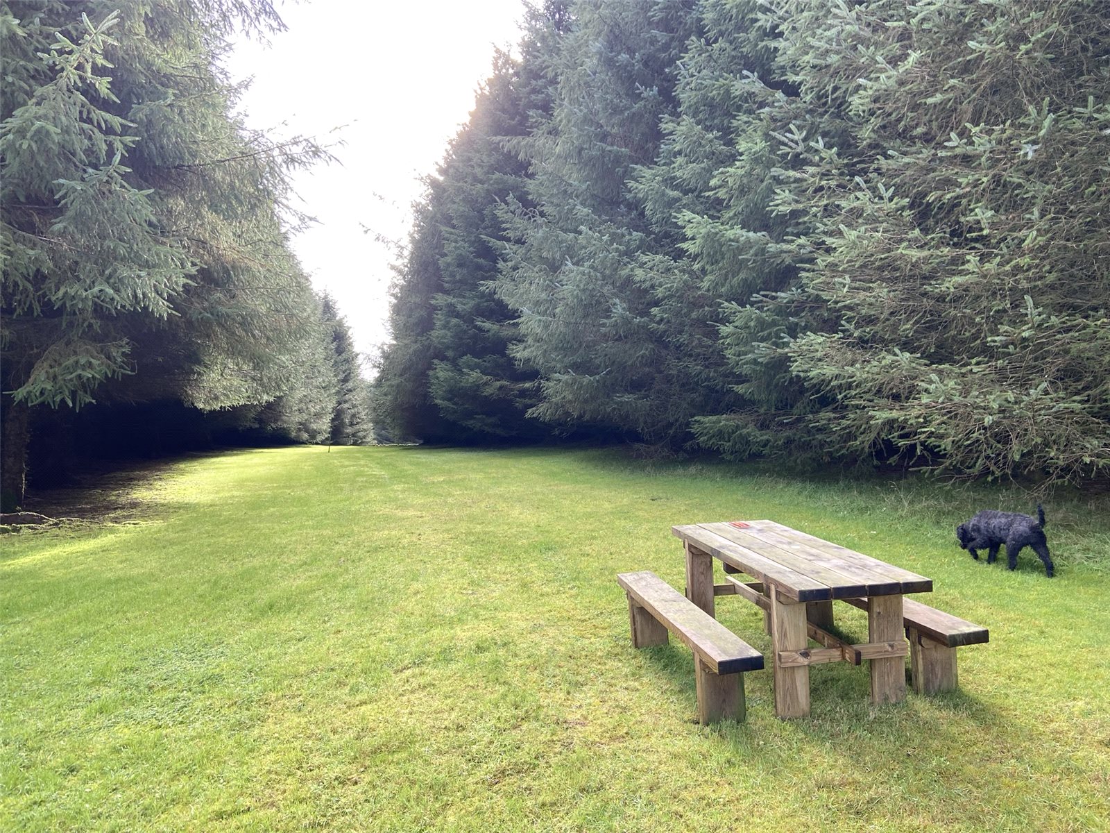 Forest Area