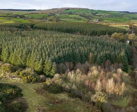 Excellent Forestry Investment Opportunity in Ayrshire: Mosside Wood 1