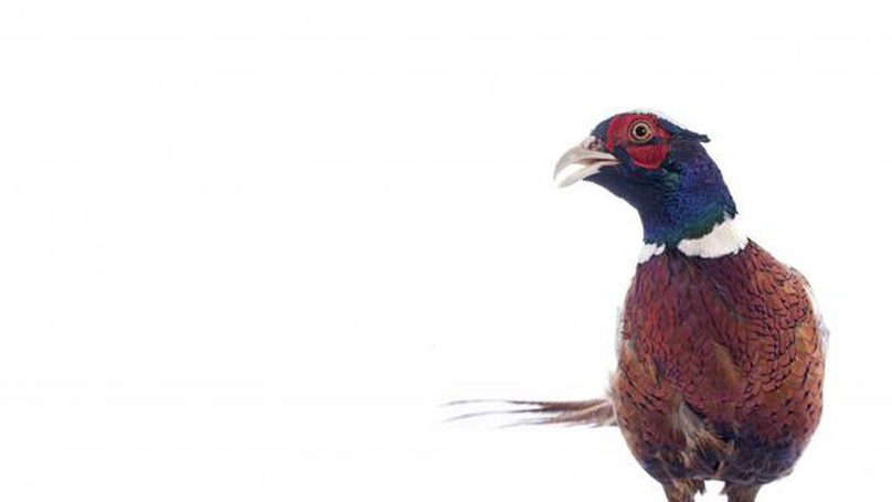 No Place For Pheasantries: Istock 186093915 1 808X455 (1)