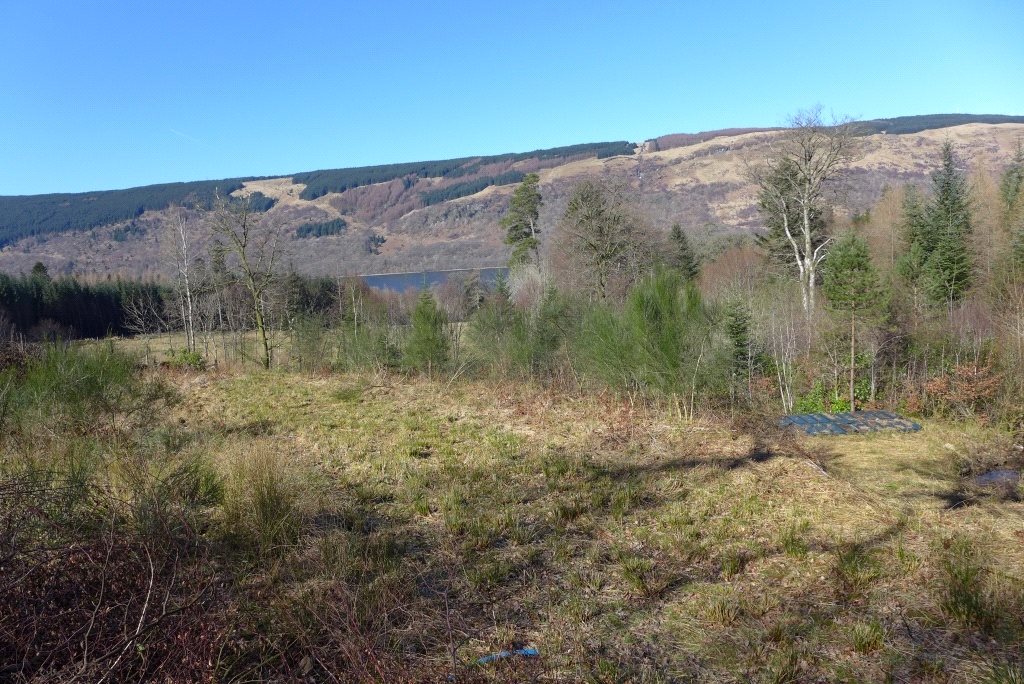 Pheasant Field