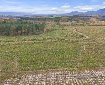 Productive woodland offering long term investment potential : Clackmannan Woodland Galbraith (4)
