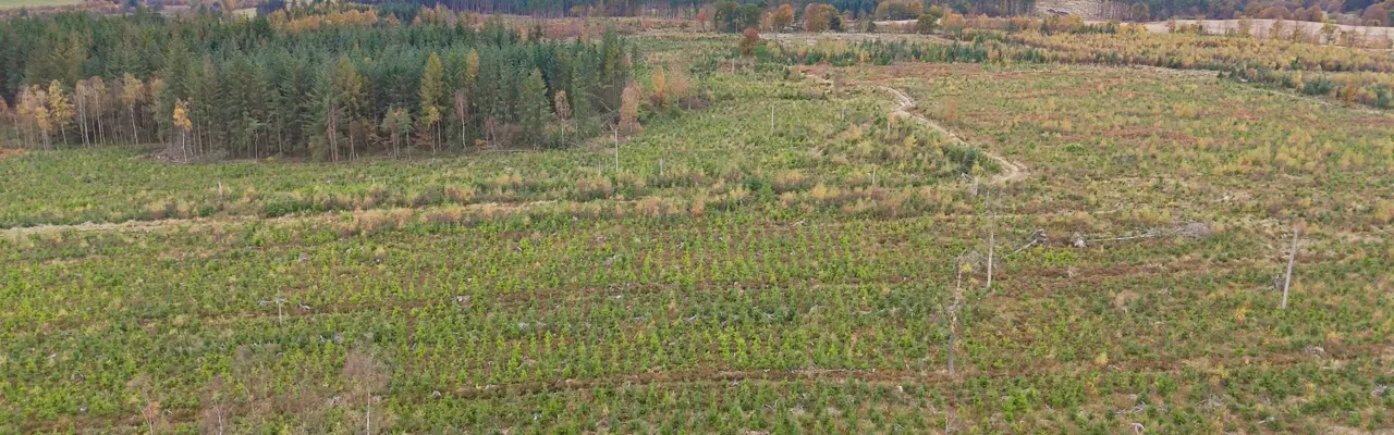 Productive woodland offering long term investment potential : Clackmannan Woodland Galbraith (4)