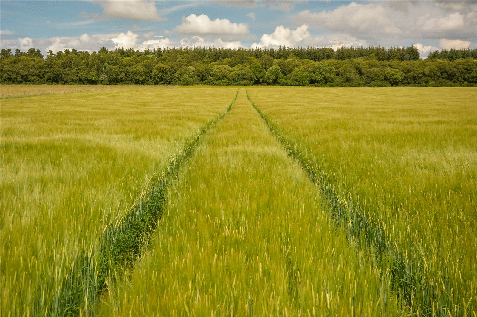 Greens Of Gardyne.