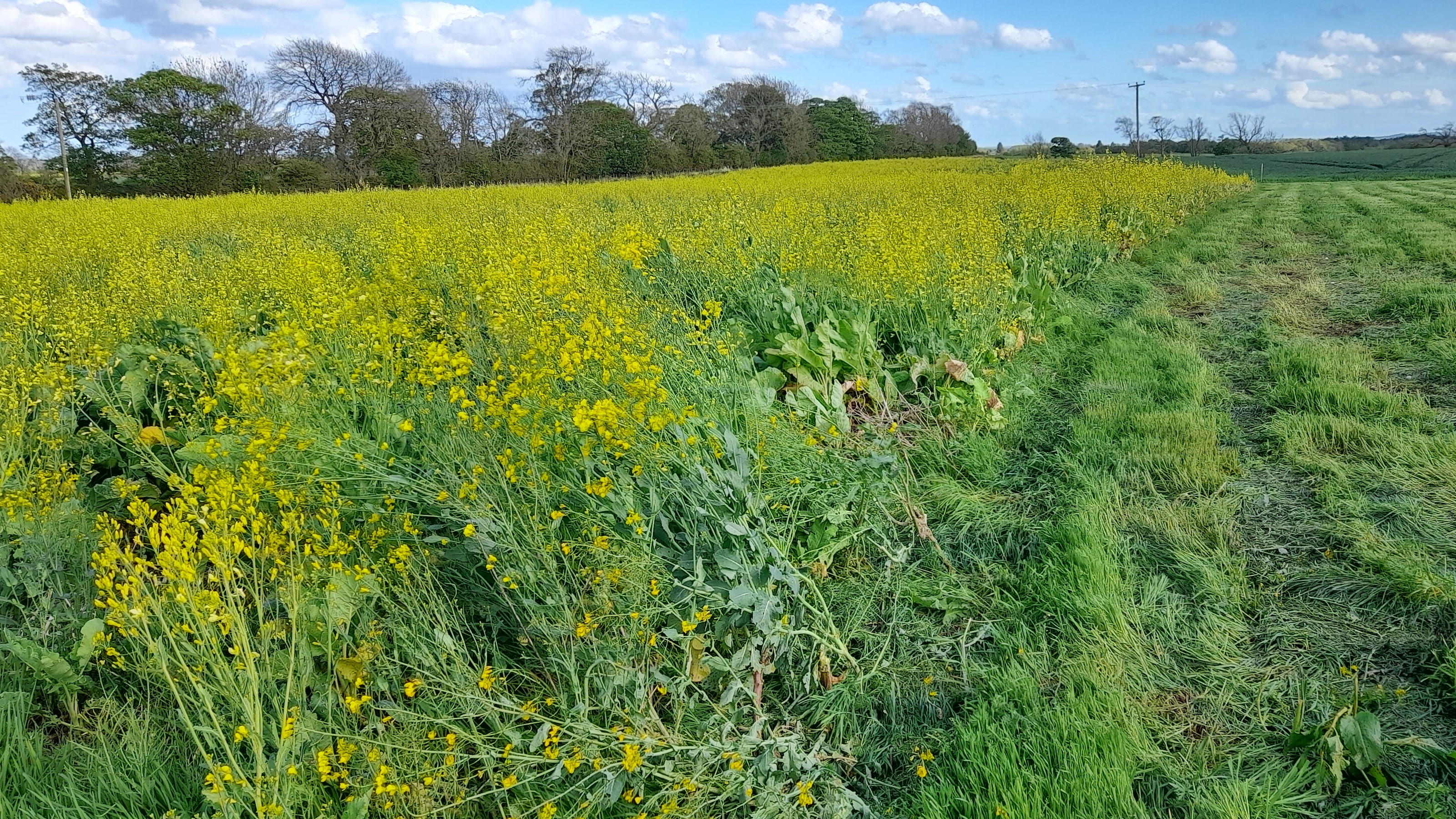 Mixed cover crops improve soil fertility for the next crop