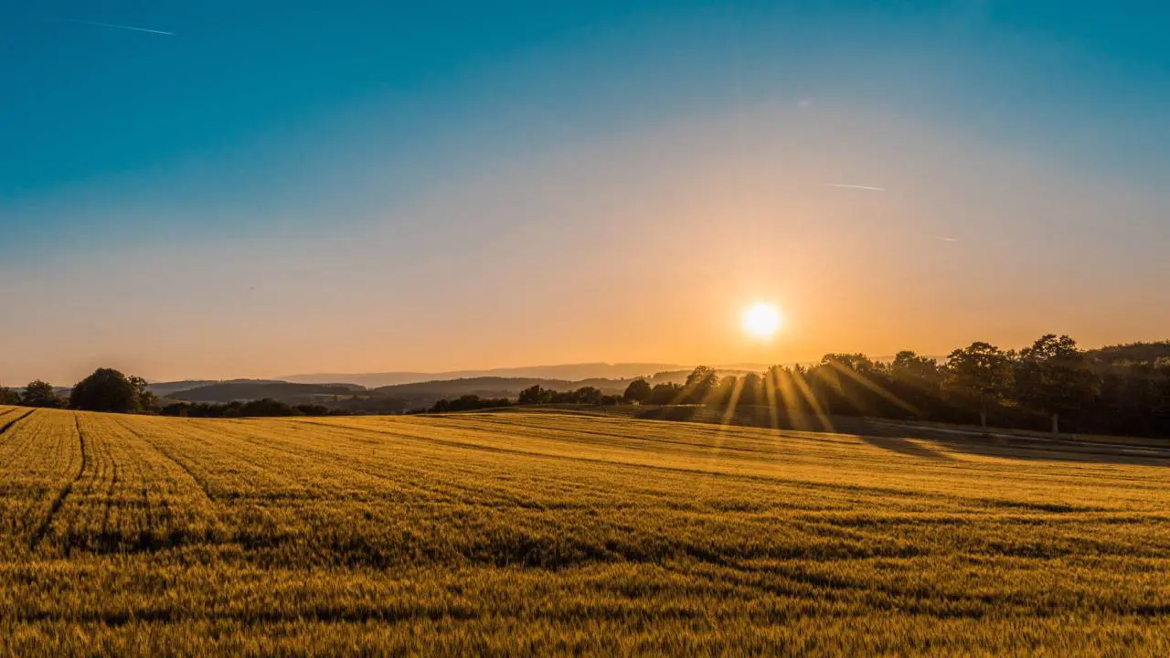 Sunset Field Case Study