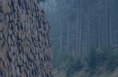 Forestry-Banner