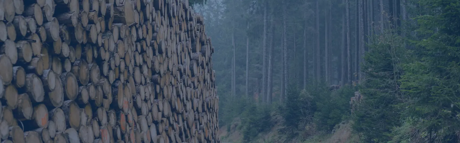 Forestry-Banner