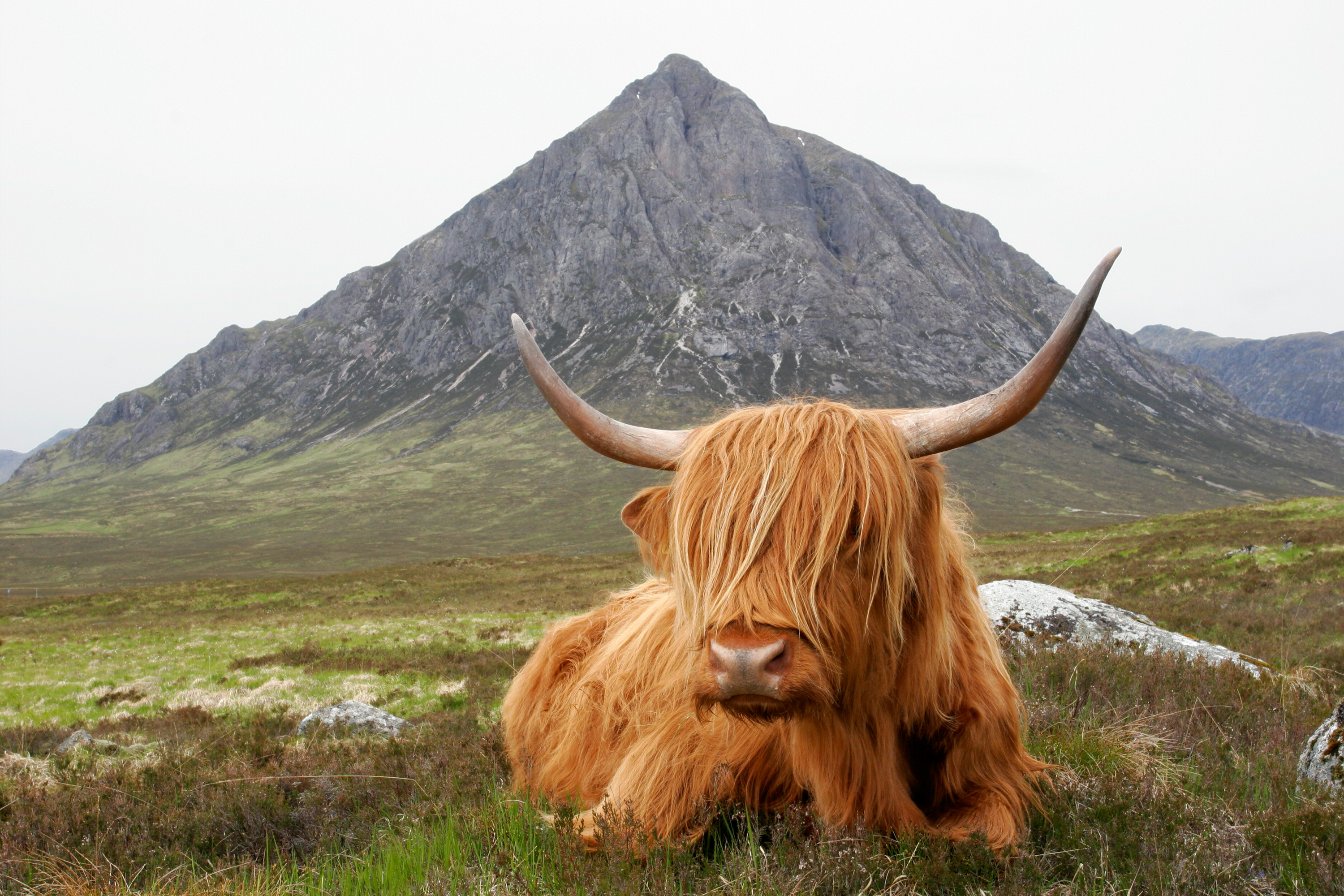 Highland Cow | Oban Bull Sales