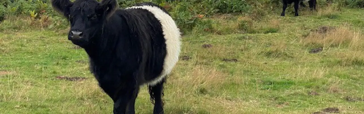 Natural capital update: SFI process highlights particular issues for farmers : Belted Galloway
