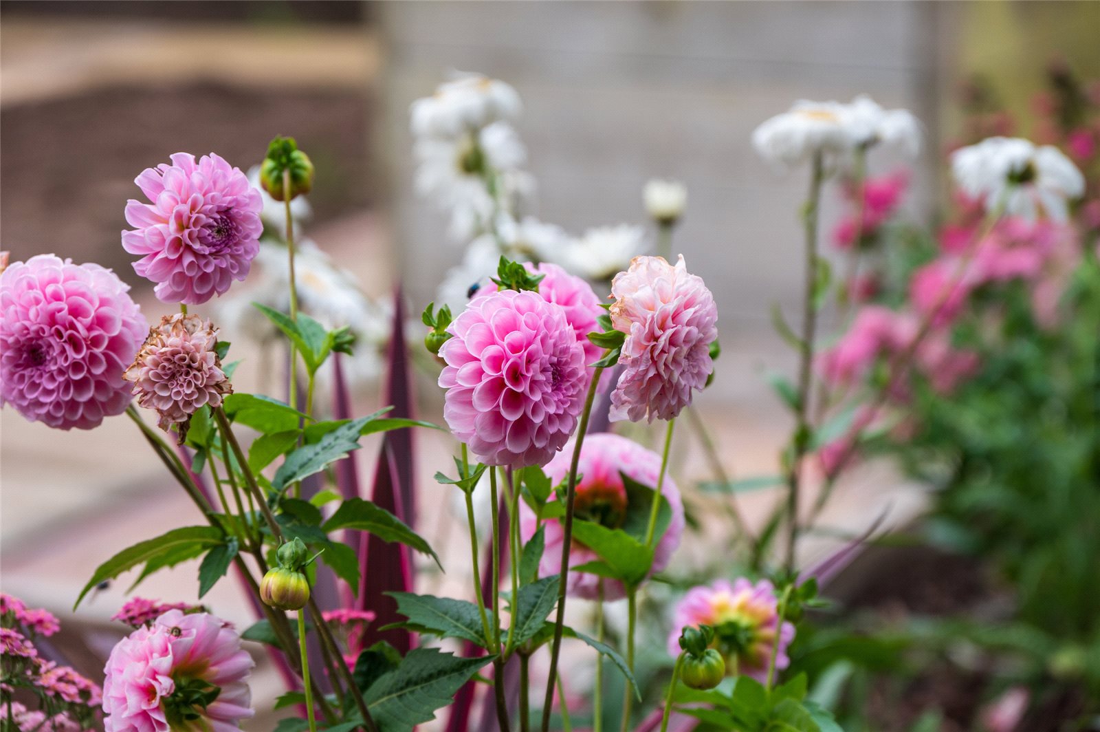 Flowers