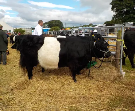 Oban Bull Sales 2023: 8 4 16 Stewartry Show 011