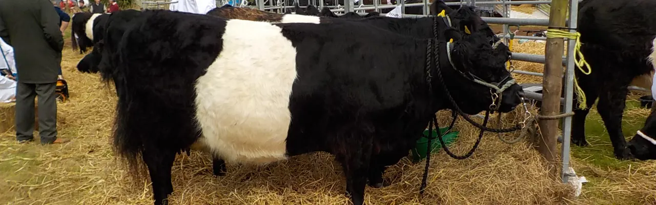 Stewartry Agricultural Show 2023: 8 4 16 Stewartry Show 011
