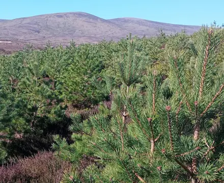 Natural capital update: Carbon market comes of age with woodland code : Carbon Market Comes Of Age