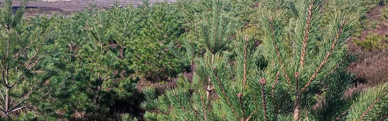 Natural capital update: Carbon market comes of age with woodland code : Carbon Market Comes Of Age