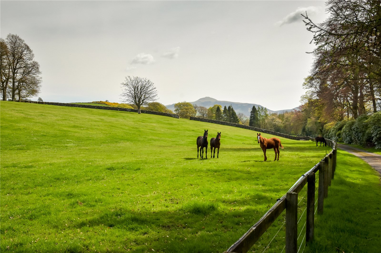 Paddocks