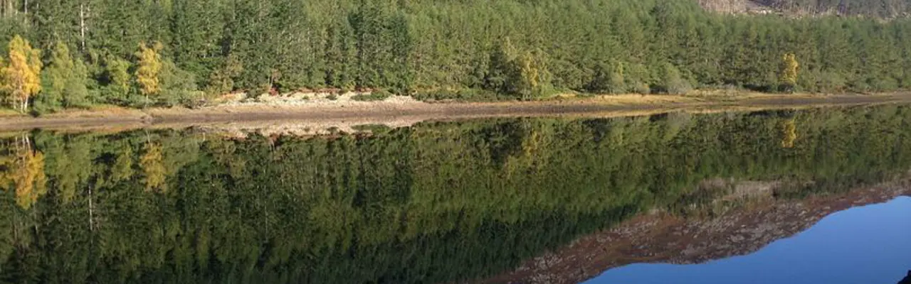 Is forestry a good investment?: 1587119731 Mixed Species Forest Offer Opportunities To Add Value 808X455
