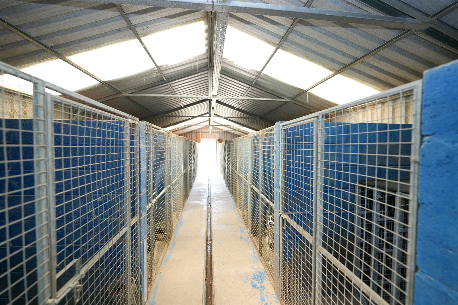 Kennels For 22 Dogs