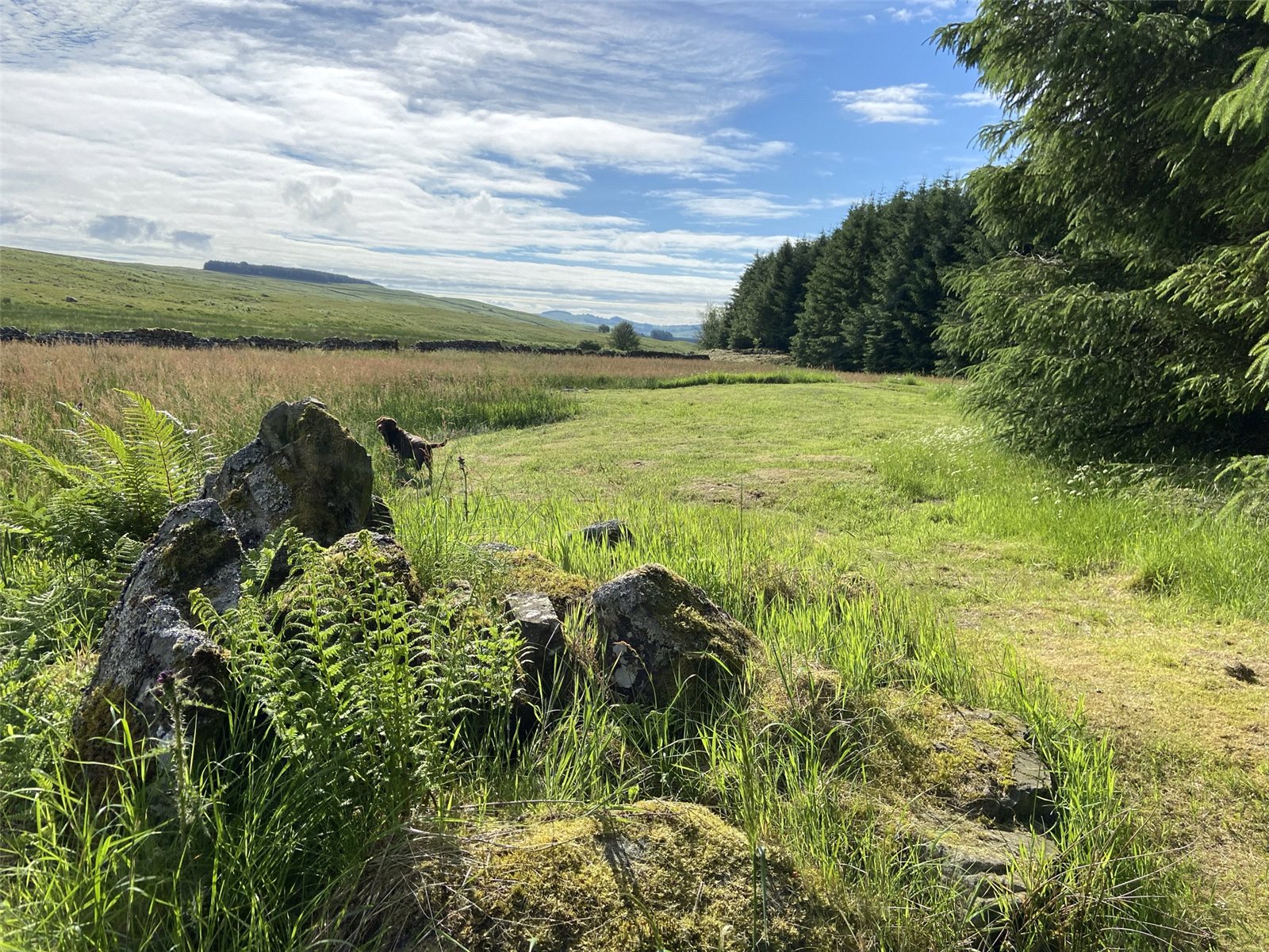 Forest Area