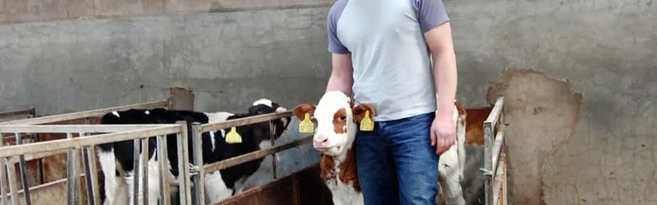 Burns Night Special: An Ayrshire Lad: Bryce With A Young Calf 808X455 (1)