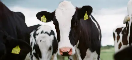 Dairy farming the value-added way: Jakob Cotton Cows