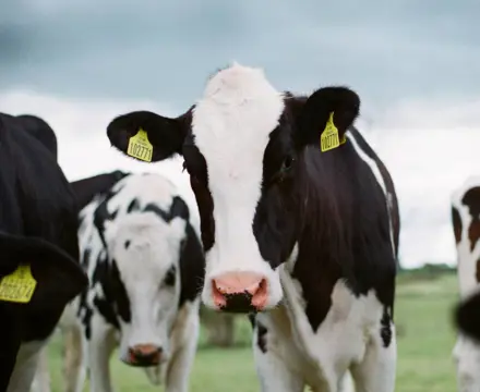 Natural Capital Update: Milk Producers Face Challenges on all Fronts: Jakob Cotton Cows