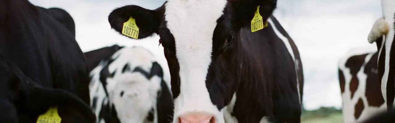 Natural Capital Update: Milk Producers Face Challenges on all Fronts: Jakob Cotton Cows