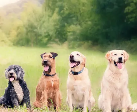 Fife Show : Fife Show