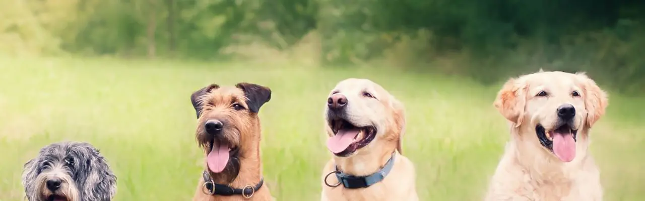 Fife Show : Fife Show