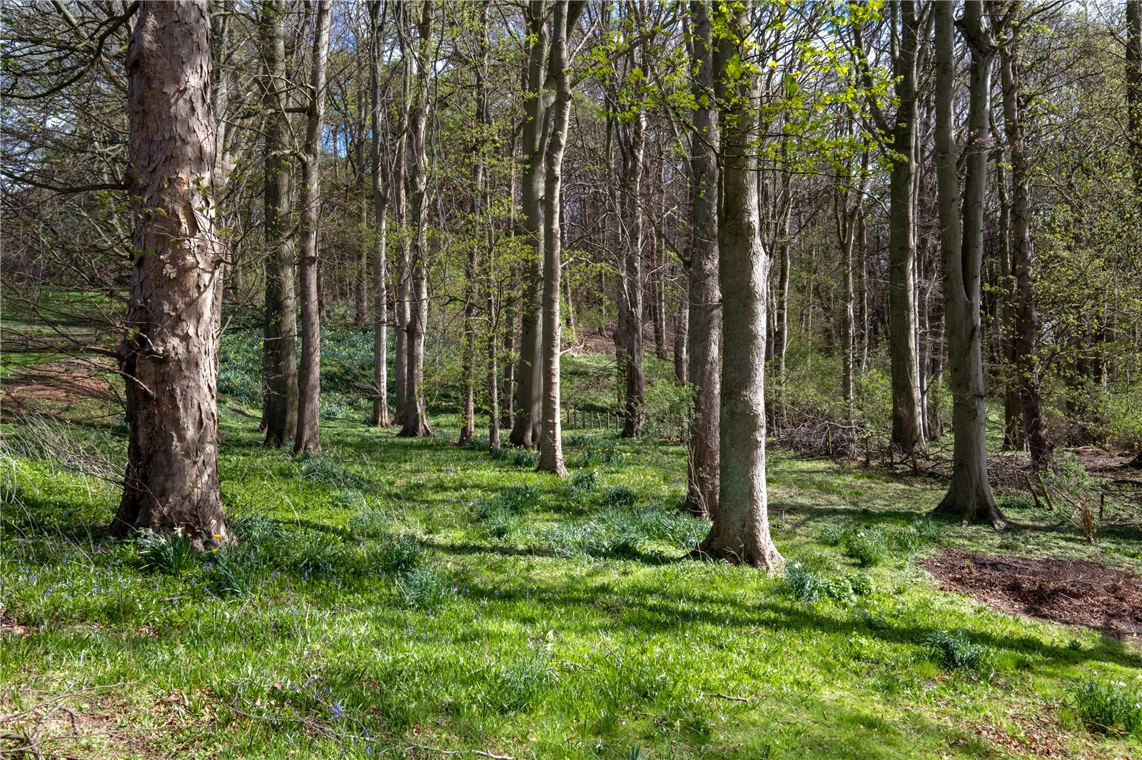 Woodland