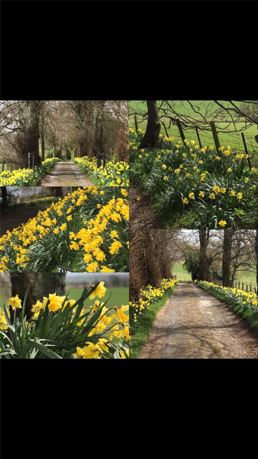 Spring Driveway