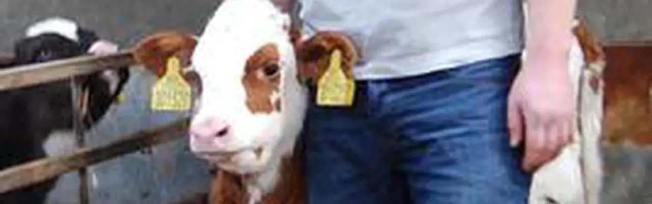Dairy farming the value-added way: Bryce With A Young Calf 0 808X455