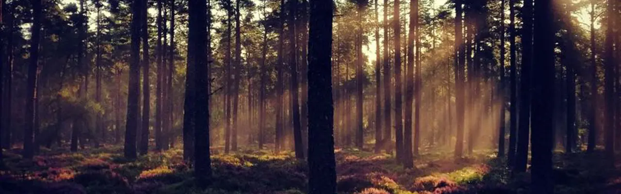 Natural capital update: A key weapon in resource stewardship, carbon codes are part of a much bigger armoury : 1589884916 General Forestry Image 1 808X455