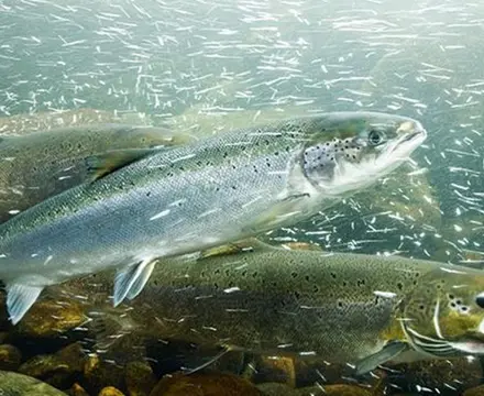 Atlantic salmon: making sense of the ﬁgures: 1593162379 Atlantic Salmon 808X455