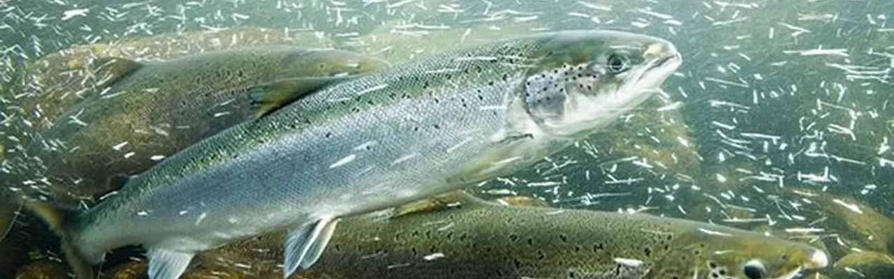 Atlantic salmon: making sense of the ﬁgures: 1593162379 Atlantic Salmon 808X455