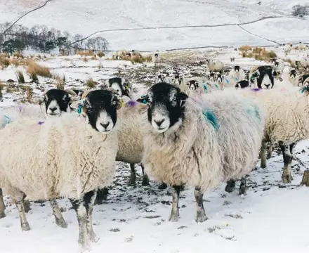 Turning Dreams into Reality: Sheep (2)