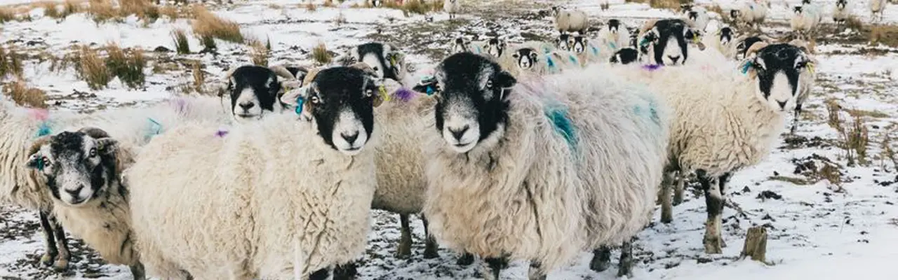 Turning Dreams into Reality: Sheep (2)