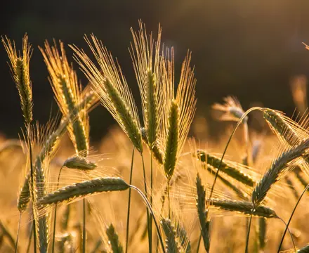 Natural capital update – preparing for land reform: Natural Capital | Land Reform