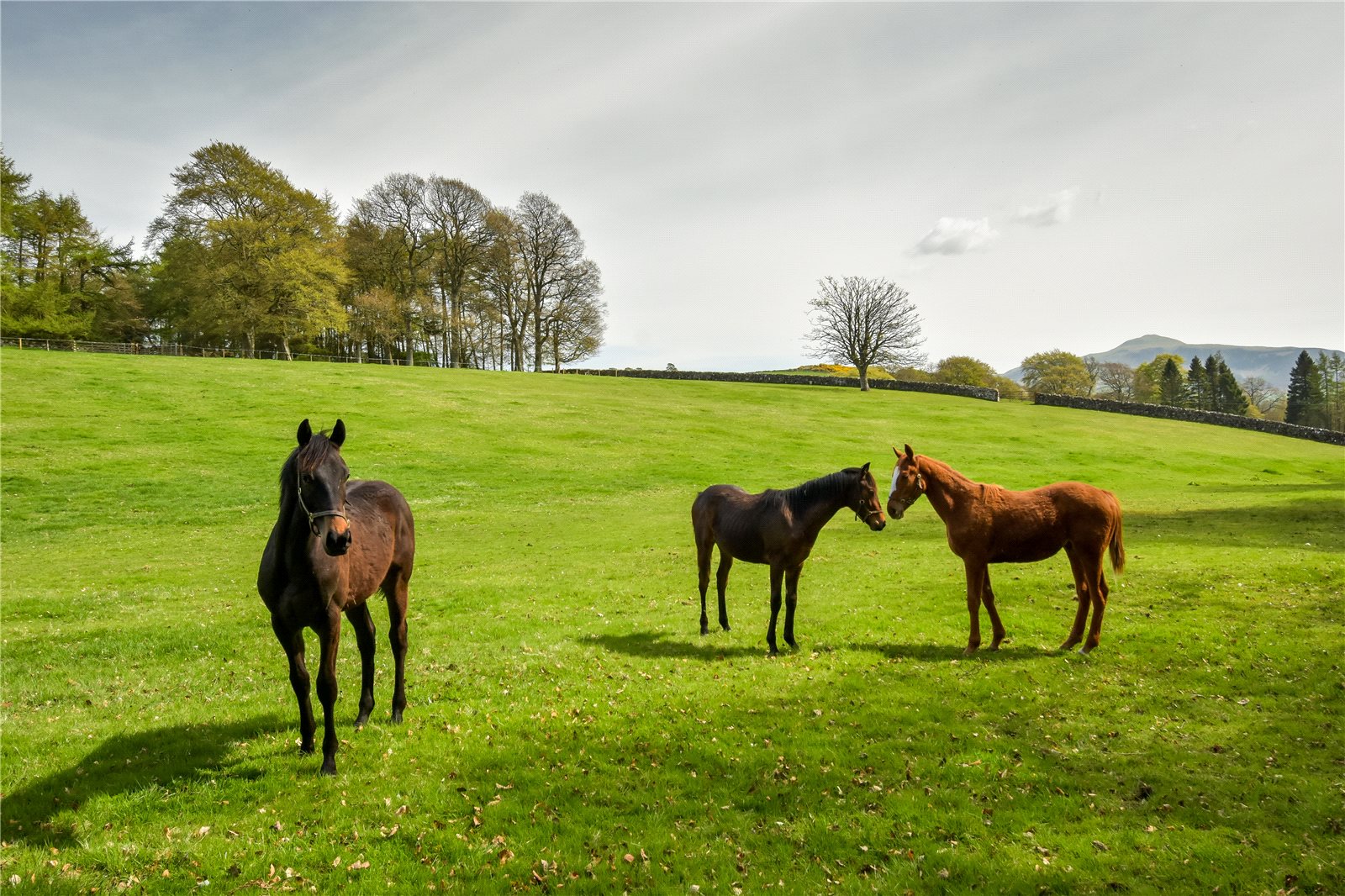 Paddocks