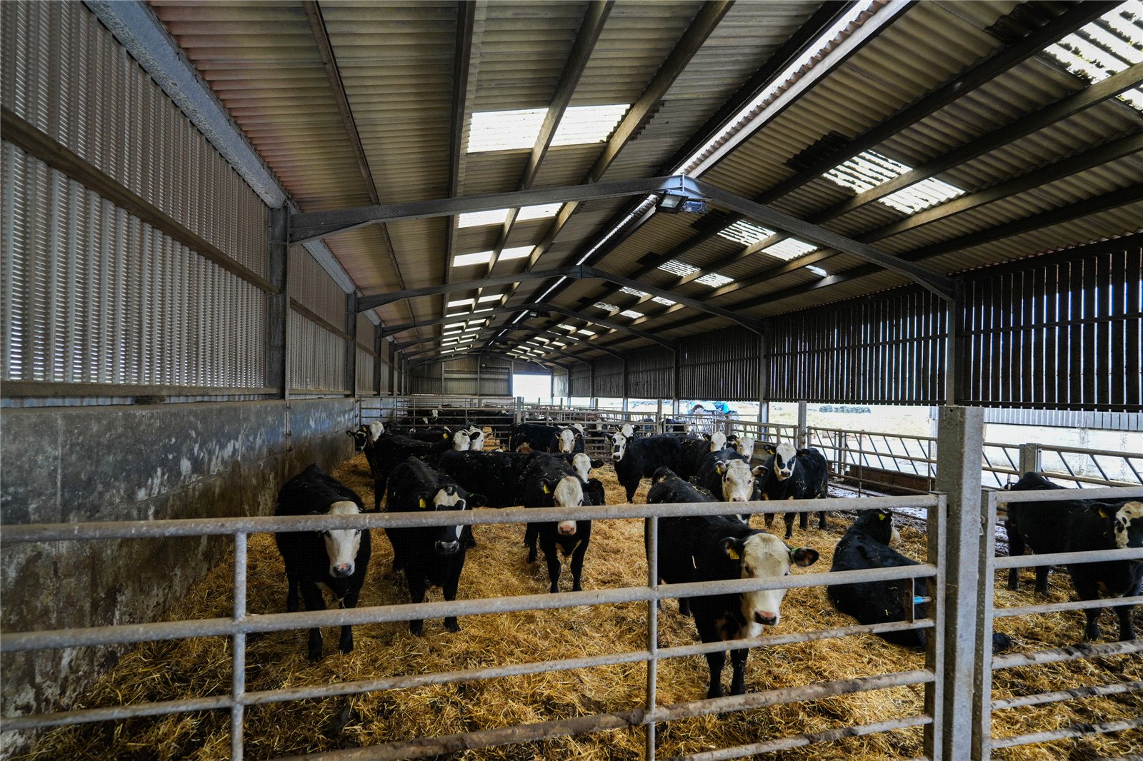 Cattle Housing