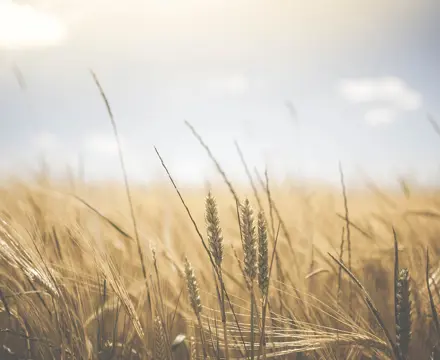 Natural capital 2023 roundup and look ahead to next year : Wheat 1845835 1280