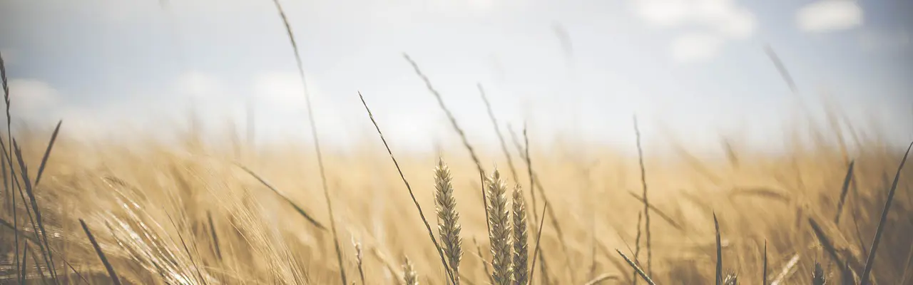 Natural capital 2023 roundup and look ahead to next year : Wheat 1845835 1280