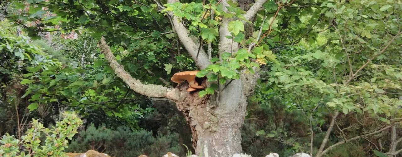 Tree Surveys(1)