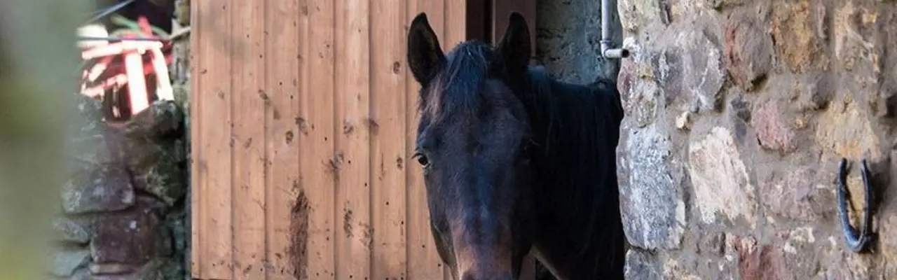 Finding The Perfect Equestrian Property Or Creating One From Scratch: 1584707380 55826974 1790112017756221 4955033228852330496 O 808X455