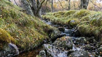 Moray Forest Grazing Birch Woodland 7