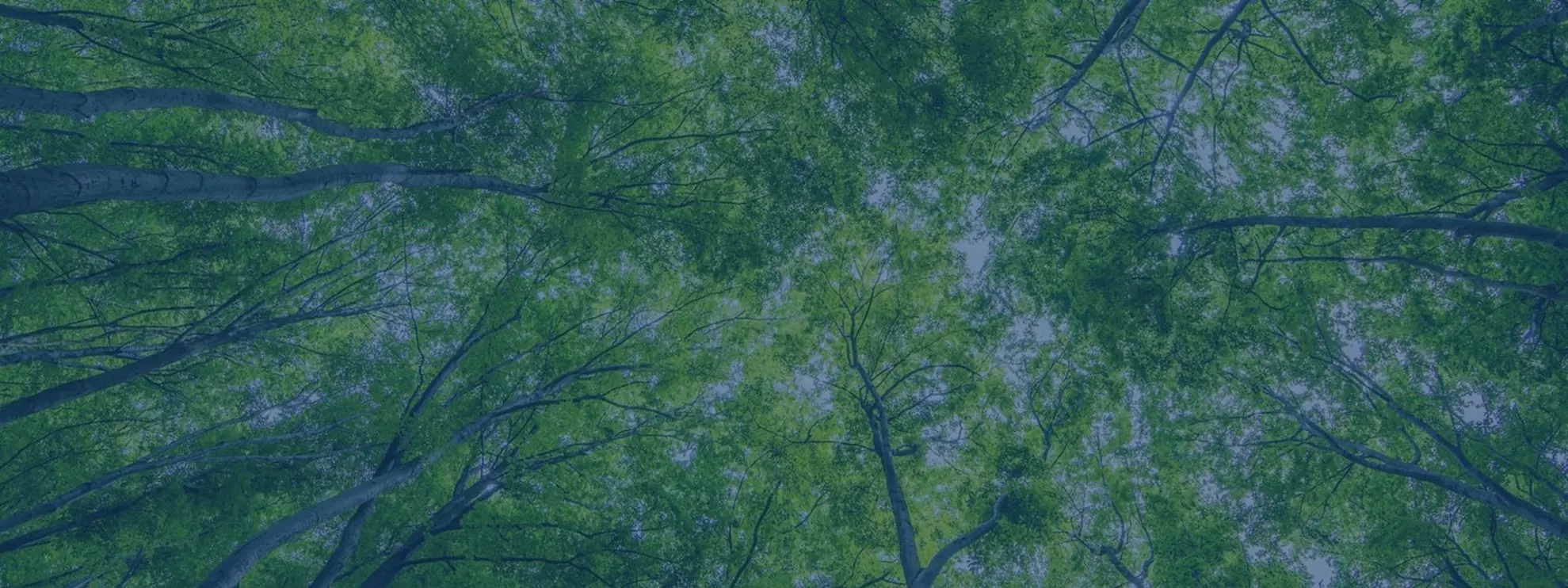 Forestry Property Banner
