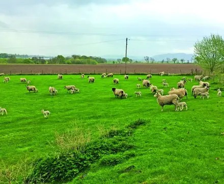 Support for sheep farmers looks likely as no-deal Brexit looms – ensure your records are up to date: Sheep