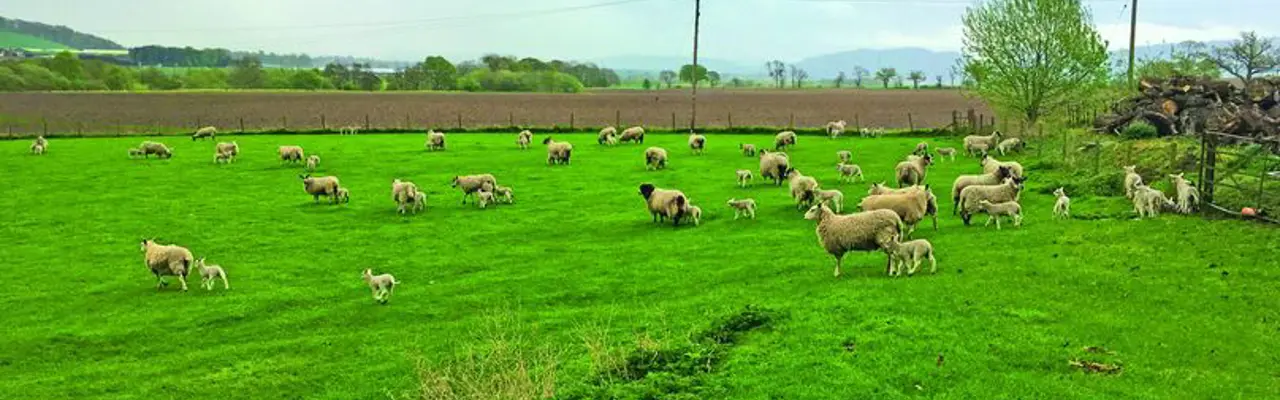 Support for sheep farmers looks likely as no-deal Brexit looms – ensure your records are up to date: Sheep