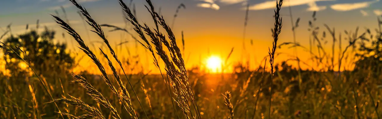 Natural Capital Update | New light shed on environment-focused rural subsidy : Natural Capital | Farming